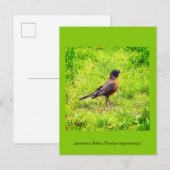 Invitation Carte Postale Robin américain (Devant / Derrière)