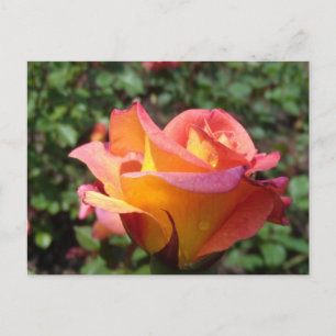 Invitation Carte Postale Rose