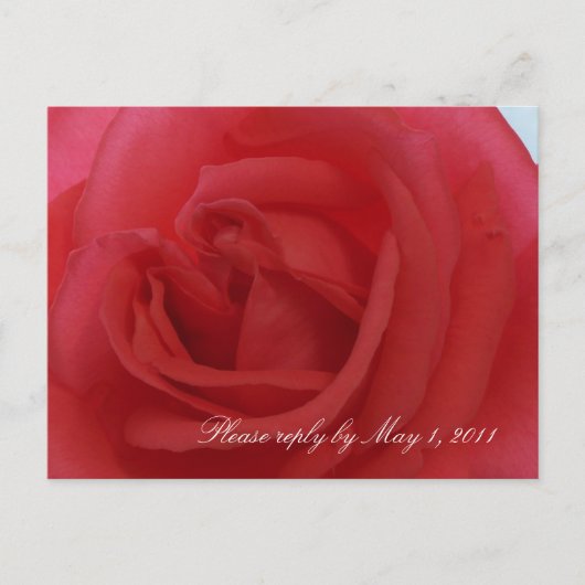 Invitation Carte Postale Rose rouge RSVP (Devant)