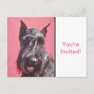 Invitation Carte Postale Scottish Terrier