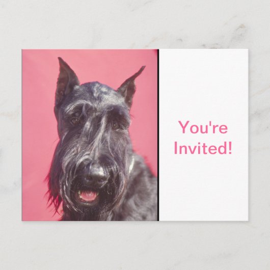 Invitation Carte Postale Scottish Terrier (Devant)