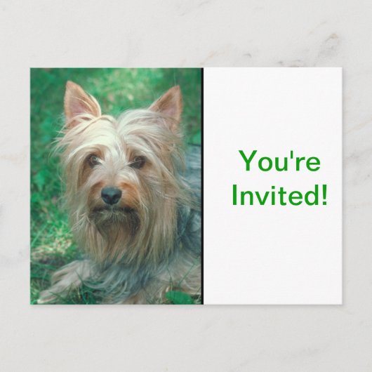 Invitation Carte Postale Terrier australien (Devant)