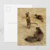Invitation Carte Postale Trois écureuils (Devant / Derrière)