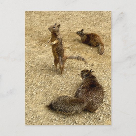 Invitation Carte Postale Trois écureuils (Devant)