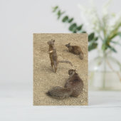 Invitation Carte Postale Trois écureuils (Debout devant)