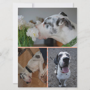 Invitation Carton d'invitation d'anniversaire pour Dogue Alle