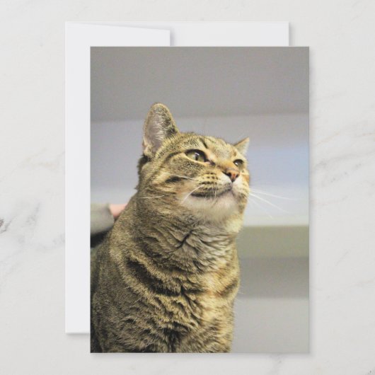 Invitation Cat (Devant)