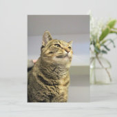 Invitation Cat (Debout devant)