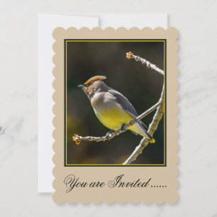Invitation Cèdre cire Songbird Photo originale Oiseau sauvage