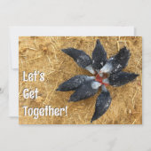 Invitation Cercle de poules noires et blanches mangeant de la (Devant)