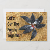 Invitation Cercle de poulets noirs et blancs mangeant de la p (Devant)