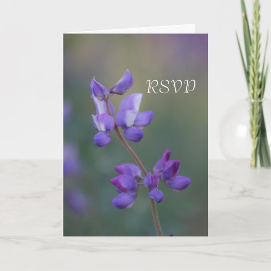 Invitation Champ de Lupin RSVP (Devant)