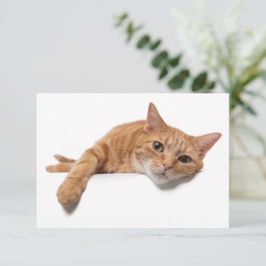 Invitation Chat Orange Posé En Bas (Debout devant)