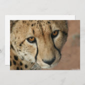 Invitation Cheetah Cat (Devant / Derrière)