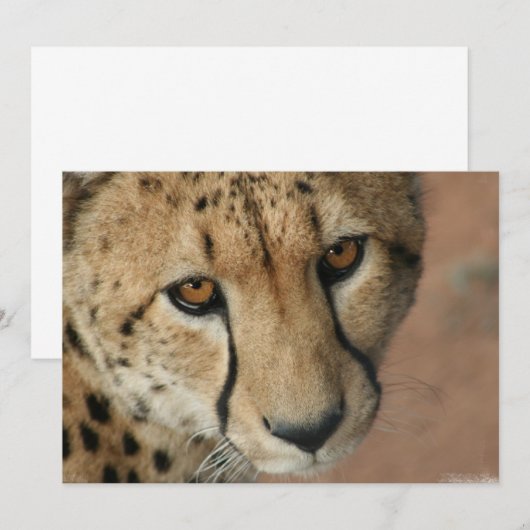Invitation Cheetah Cat (Devant / Derrière)