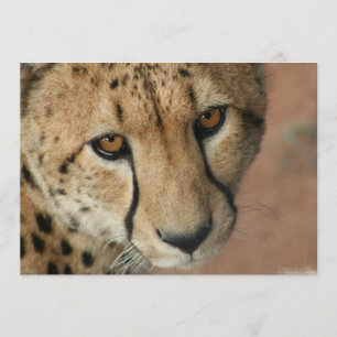Invitation Cheetah Cat