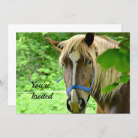 Cheval Brown Belge Brouillon Photo Anniversaire