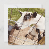 Invitation chèvre aux yeux bleus (Devant)