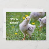 Invitation Chicken Baby Chick Photo Anniversaire (Devant)