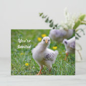 Invitation Chicken Baby Chick Photo Anniversaire (Debout devant)