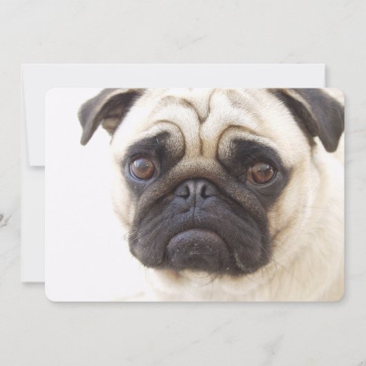 Invitation Chien Carlin (Devant)
