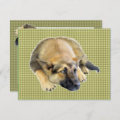 Invitation Chien Chien Chien Chien Allemand Chien Chien Chien (Devant / Derrière)