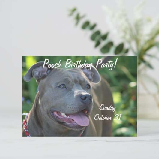 Invitation Chien de Pitbull (Debout devant)