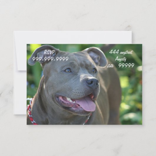 Invitation Chien de Pitbull (Dos)