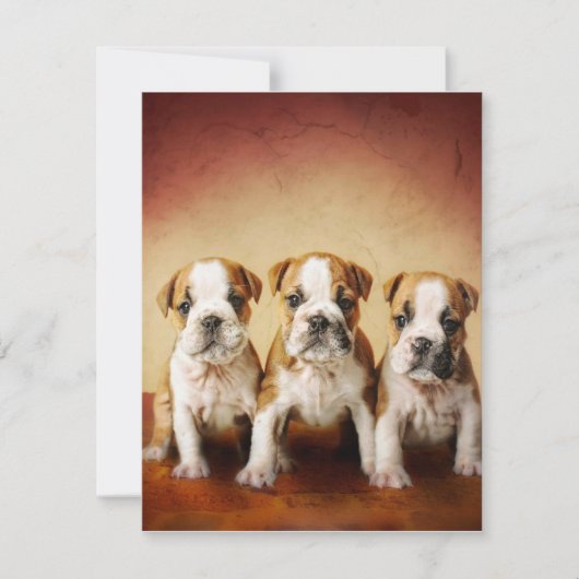 Invitation Chiens de taureau anglais vraiment mignons (Devant)
