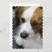 Invitation Chiot de Kooikerhondje (Devant / Derrière)