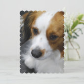 Invitation Chiot de Kooikerhondje (Debout devant)