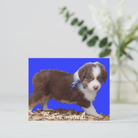 Invitation Chiot rouge Aussie Tri (Debout devant)