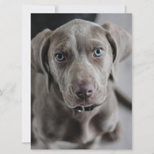 Invitation chiot weimaraner