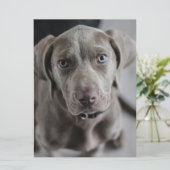 Invitation chiot weimaraner (Debout devant)