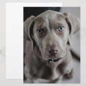 Invitation chiot weimaraner (Devant / Derrière)