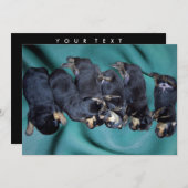 Invitation chiots à tête blanche (Devant / Derrière)