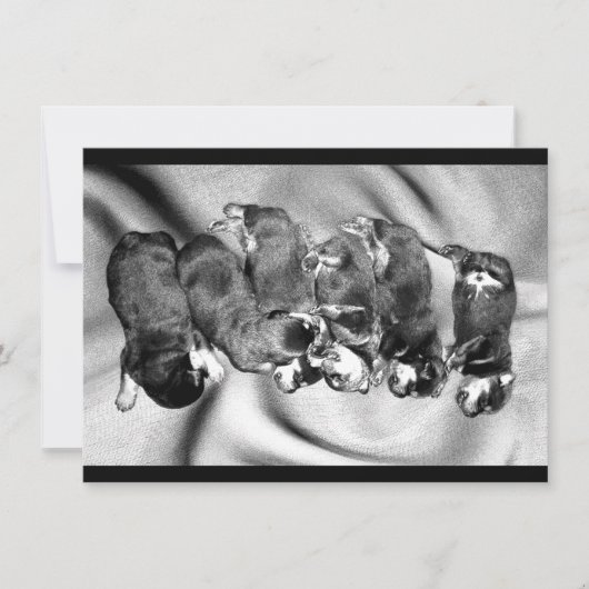 Invitation chiots à tête blanche (Devant)