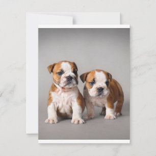 Invitation Chiots Bouledogue Anglais Couple de Mignons Boul