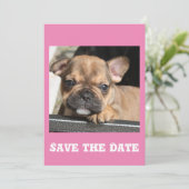 Invitation Chiots Bouledogue français (Debout devant)