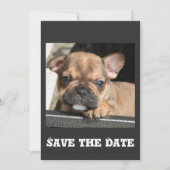 Invitation Chiots Bouledogue Français (Devant)