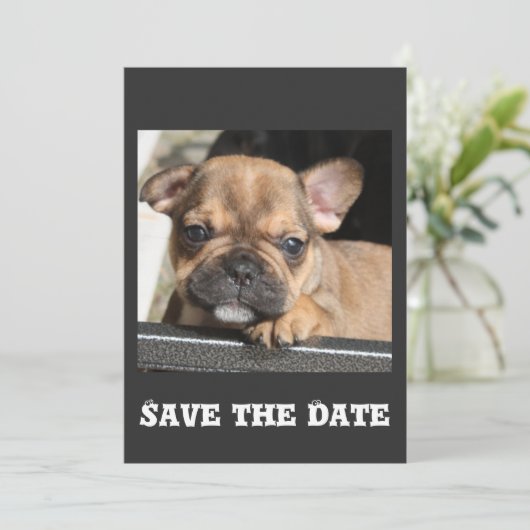 Invitation Chiots Bouledogue Français (Debout devant)