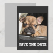 Invitation Chiots Bouledogue Français (Devant / Derrière)