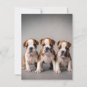 Invitation Chiots Bouledogues Mignons Cadeau pour les Amate