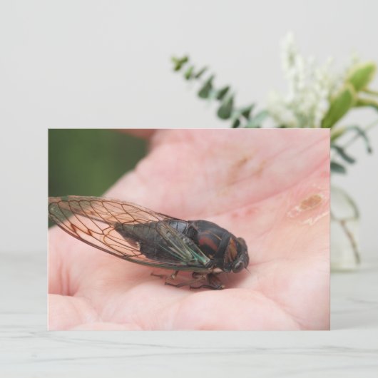 Invitation Cicada (Debout devant)