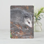 Invitation Clôture Du Joli Possum (Debout devant)