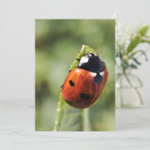 Invitation Coccinelle pour chaque occasion (Debout devant)