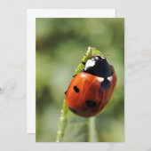 Invitation Coccinelle pour chaque occasion (Devant / Derrière)