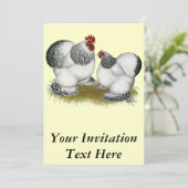 Invitation Cochins : Bantams colombiens (Debout devant)