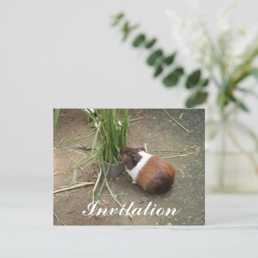 Invitation Cochon de Guinée (Debout devant)