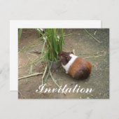 Invitation Cochon de Guinée (Devant / Derrière)